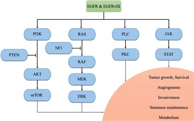 EGFR alterations in glioblastoma play a role in antitumor immunity regulation